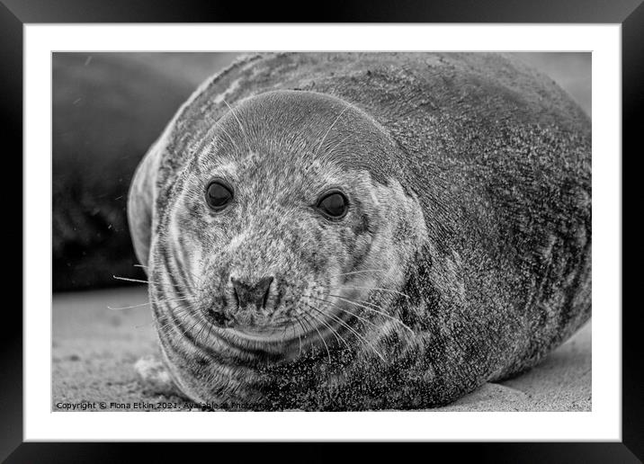 Grey Seal portrait laying in the sand - B+W Framed Mounted Print by Fiona Etkin