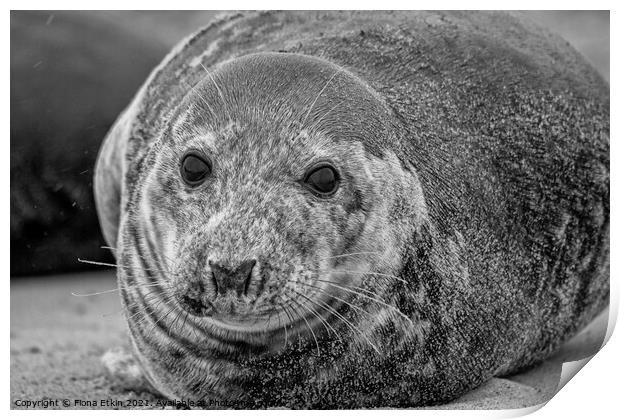 Grey Seal portrait laying in the sand - B+W Print by Fiona Etkin