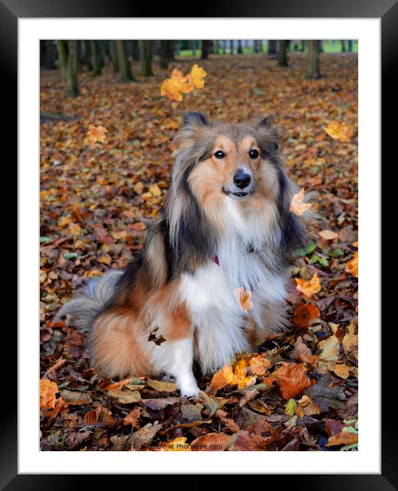 Autumnal Sheltie in the falling leaves Framed Mounted Print by Fiona Etkin