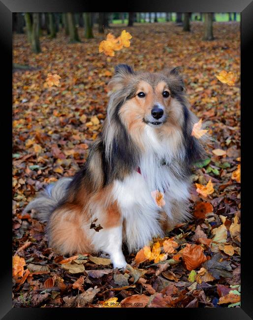 Autumnal Sheltie in the falling leaves Framed Print by Fiona Etkin