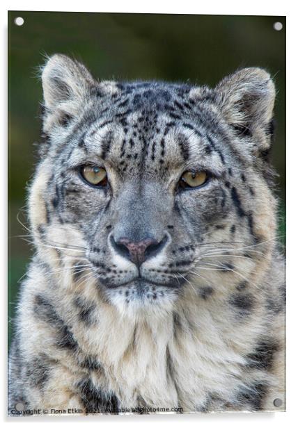 Snow Leopard Portrait Acrylic by Fiona Etkin