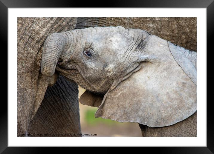 Male African Elephant calf Nusu  Framed Mounted Print by Fiona Etkin