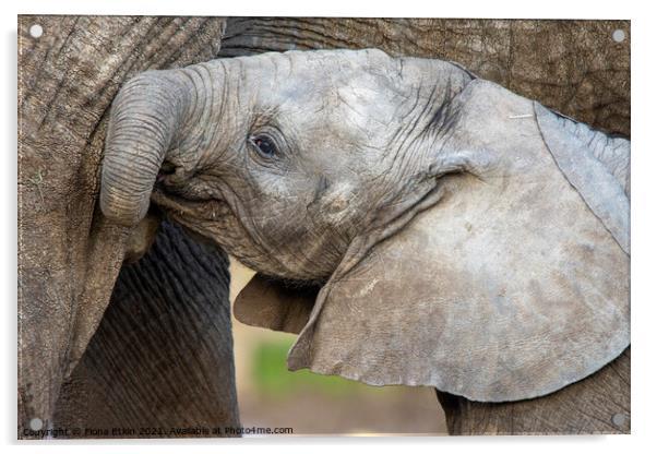Male African Elephant calf Nusu  Acrylic by Fiona Etkin