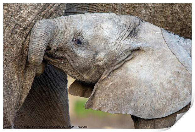 Male African Elephant calf Nusu  Print by Fiona Etkin