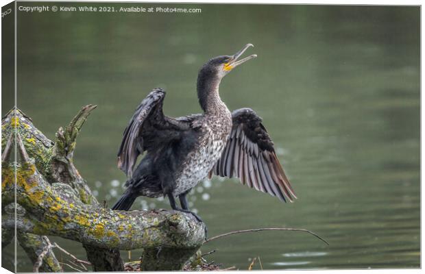 Immature Cormorant Canvas Print by Kevin White