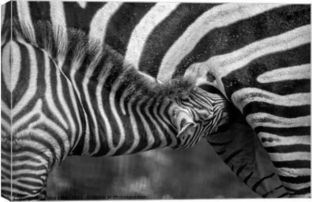 Zebra foal  feeding on mum - B+W  Canvas Print by Fiona Etkin
