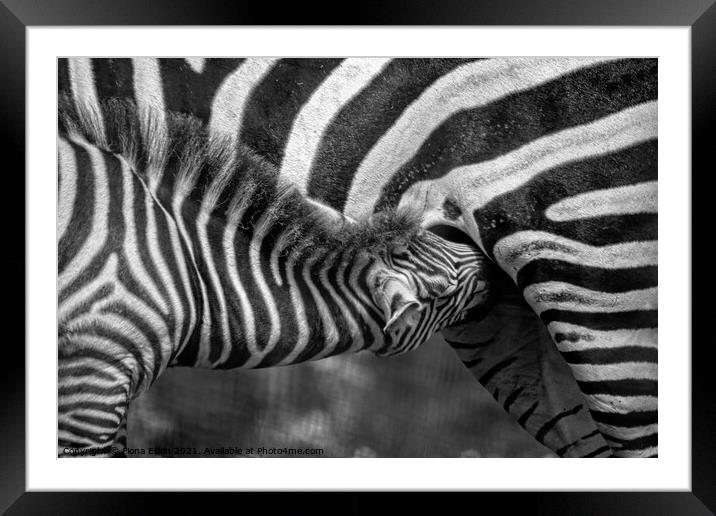 Zebra foal  feeding on mum - B+W  Framed Mounted Print by Fiona Etkin