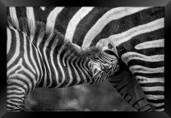 Zebra foal  feeding on mum - B+W  Framed Print by Fiona Etkin