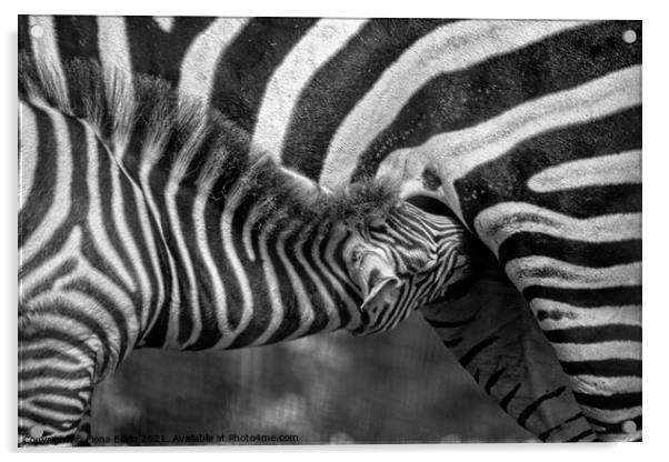 Zebra foal  feeding on mum - B+W  Acrylic by Fiona Etkin