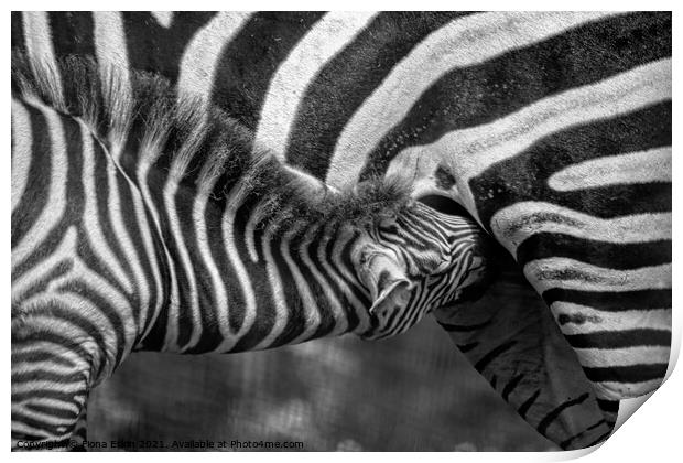 Zebra foal  feeding on mum - B+W  Print by Fiona Etkin