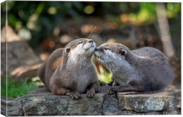 Otter kisses Canvas Print by Fiona Etkin