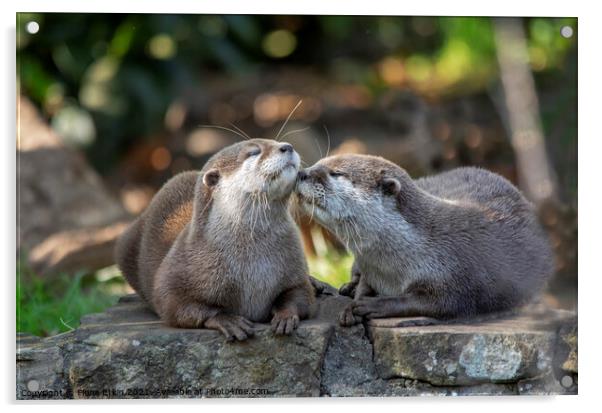 Otter kisses Acrylic by Fiona Etkin
