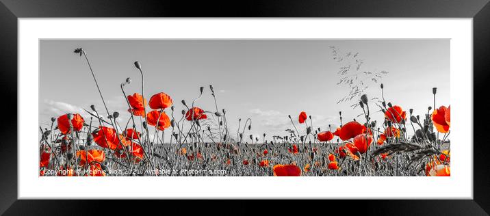 Lovely Poppy Field | panoramic view Framed Mounted Print by Melanie Viola