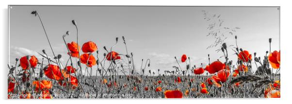 Lovely Poppy Field | panoramic view Acrylic by Melanie Viola