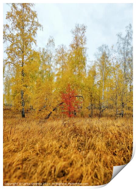 Outdoor field Print by Larisa Siverina