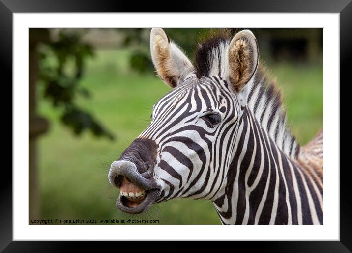 Zebra showing teeth Framed Mounted Print by Fiona Etkin