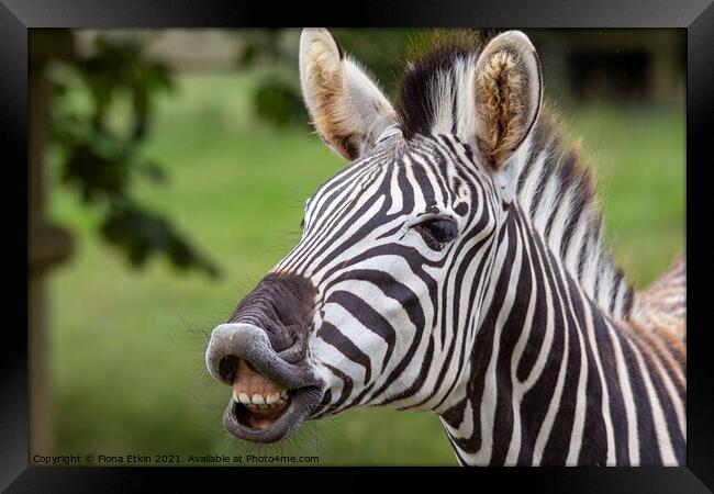 Zebra showing teeth Framed Print by Fiona Etkin