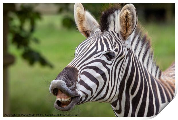 Zebra showing teeth Print by Fiona Etkin