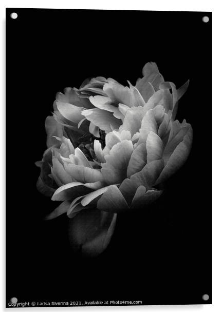 Dark Rose Acrylic by Larisa Siverina