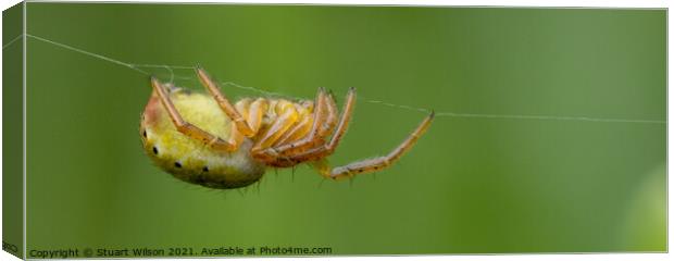 Spider Hangin' About Canvas Print by Stuart Wilson