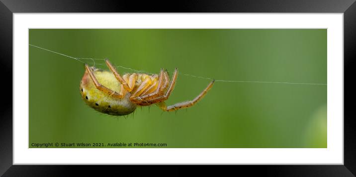 Spider Hangin' About Framed Mounted Print by Stuart Wilson