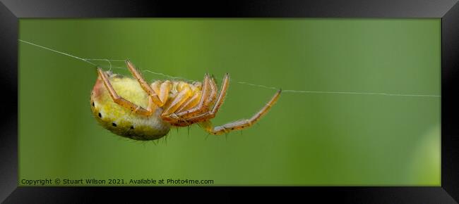 Spider Hangin' About Framed Print by Stuart Wilson