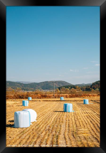 Autumn paddy field in Korea Framed Print by Sanga Park