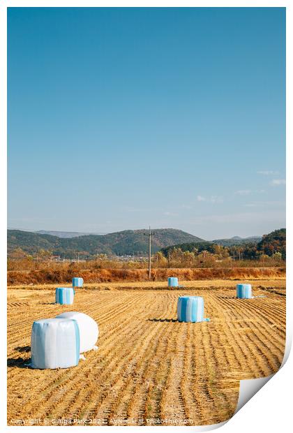 Autumn paddy field in Korea Print by Sanga Park