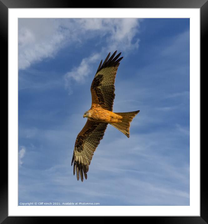 Red Kite full stretch Framed Mounted Print by Cliff Kinch
