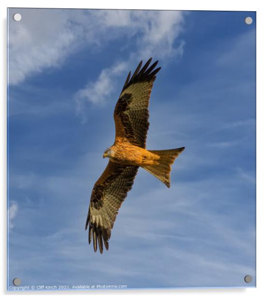 Red Kite full stretch Acrylic by Cliff Kinch