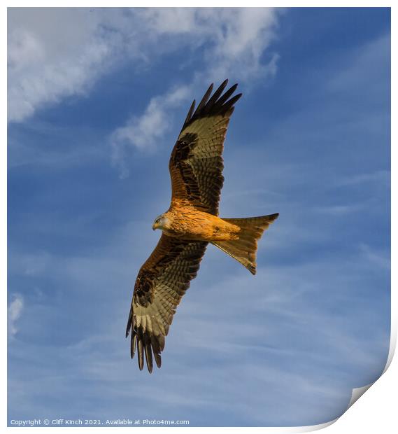 Red Kite full stretch Print by Cliff Kinch