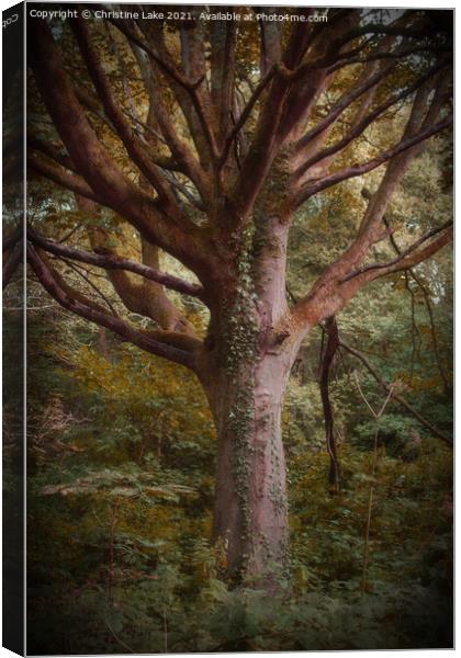 Branching Out Canvas Print by Christine Lake