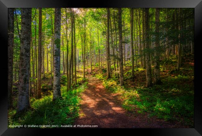 Path inside a fir forest. Apennines, Tuscany. Framed Print by Stefano Orazzini