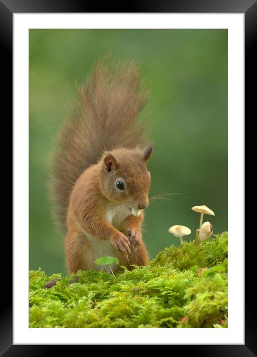 Red Squirrel  Framed Mounted Print by Macrae Images