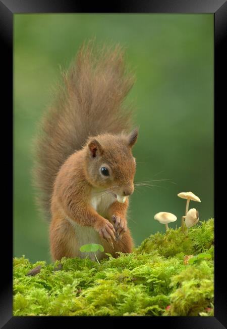 Red Squirrel  Framed Print by Macrae Images