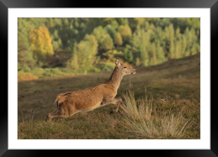 Red Deer Framed Mounted Print by Macrae Images
