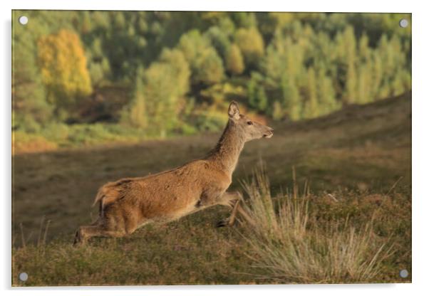 Red Deer Acrylic by Macrae Images
