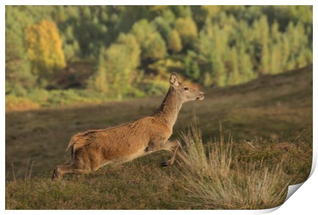 Red Deer Print by Macrae Images