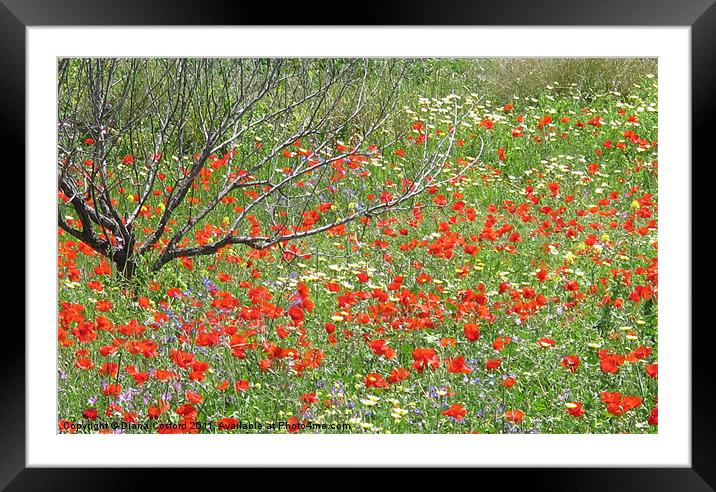 Meadow of wild flowers Framed Mounted Print by DEE- Diana Cosford