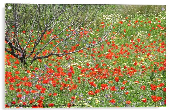 Meadow of wild flowers Acrylic by DEE- Diana Cosford