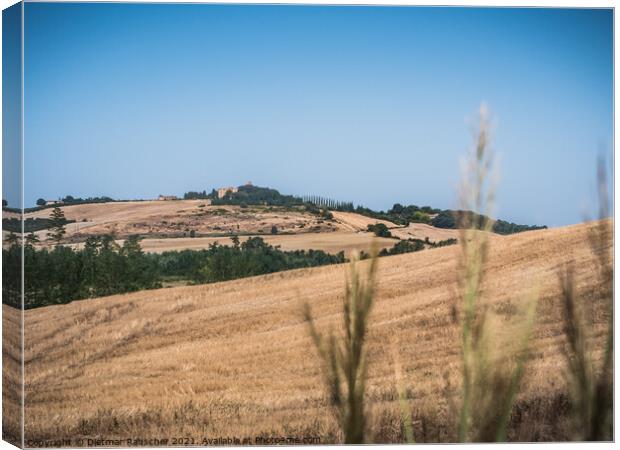 Hills of Tuscany near Montalcino Canvas Print by Dietmar Rauscher
