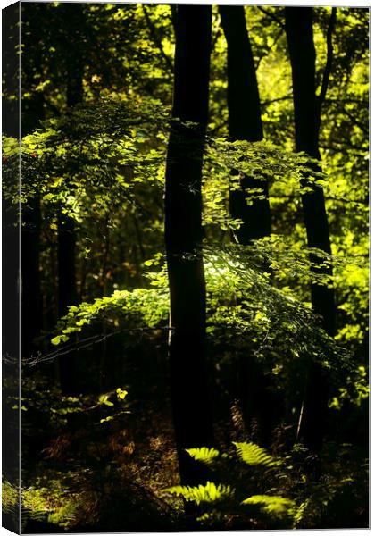 Sunlit ferns and leaves Canvas Print by Simon Johnson