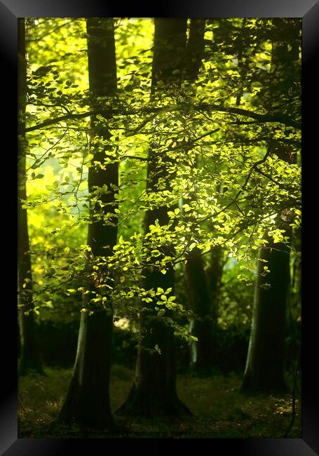 sunlit Beech Wood Framed Print by Simon Johnson