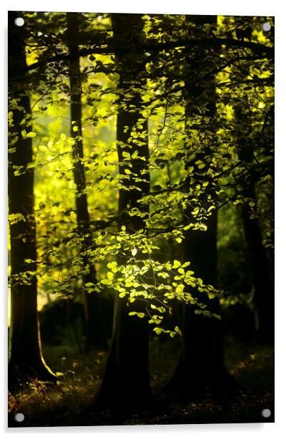 Sunlit Beech Woodland  Acrylic by Simon Johnson