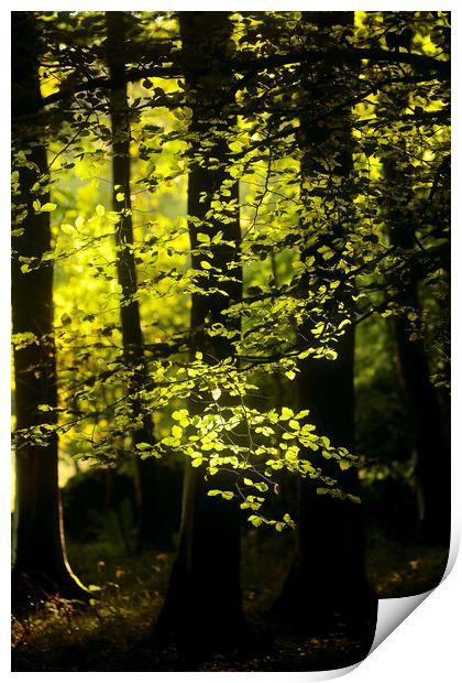 Sunlit Beech Woodland  Print by Simon Johnson