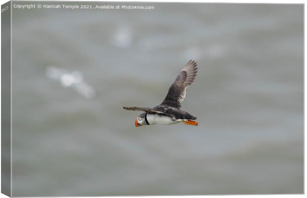 Puffin in flight  Canvas Print by Hannah Temple