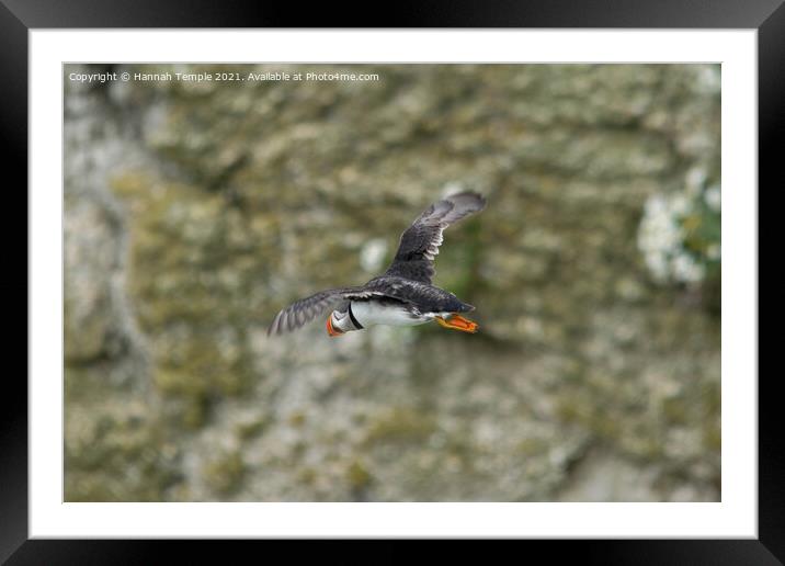Puffin in flight  Framed Mounted Print by Hannah Temple