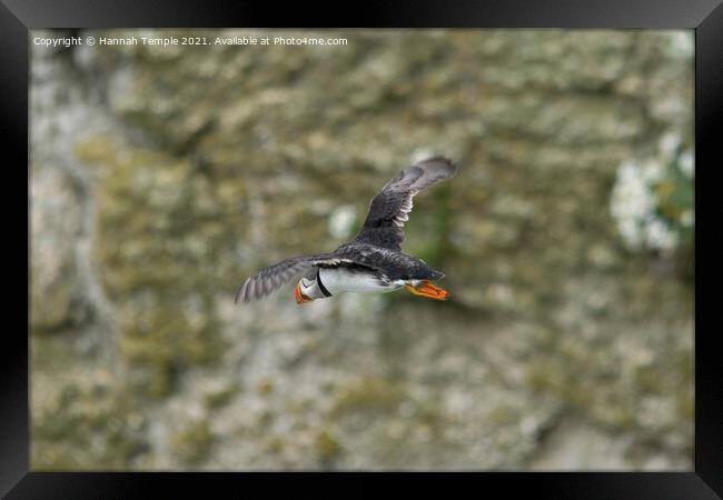 Puffin in flight  Framed Print by Hannah Temple