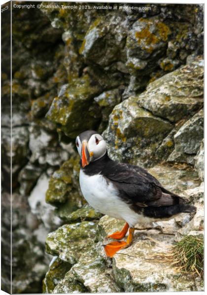 Puffin  Canvas Print by Hannah Temple