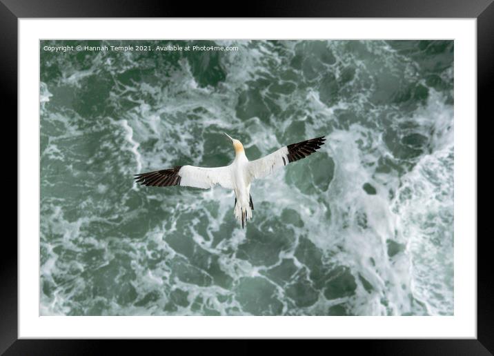 Gannet in flight Framed Mounted Print by Hannah Temple